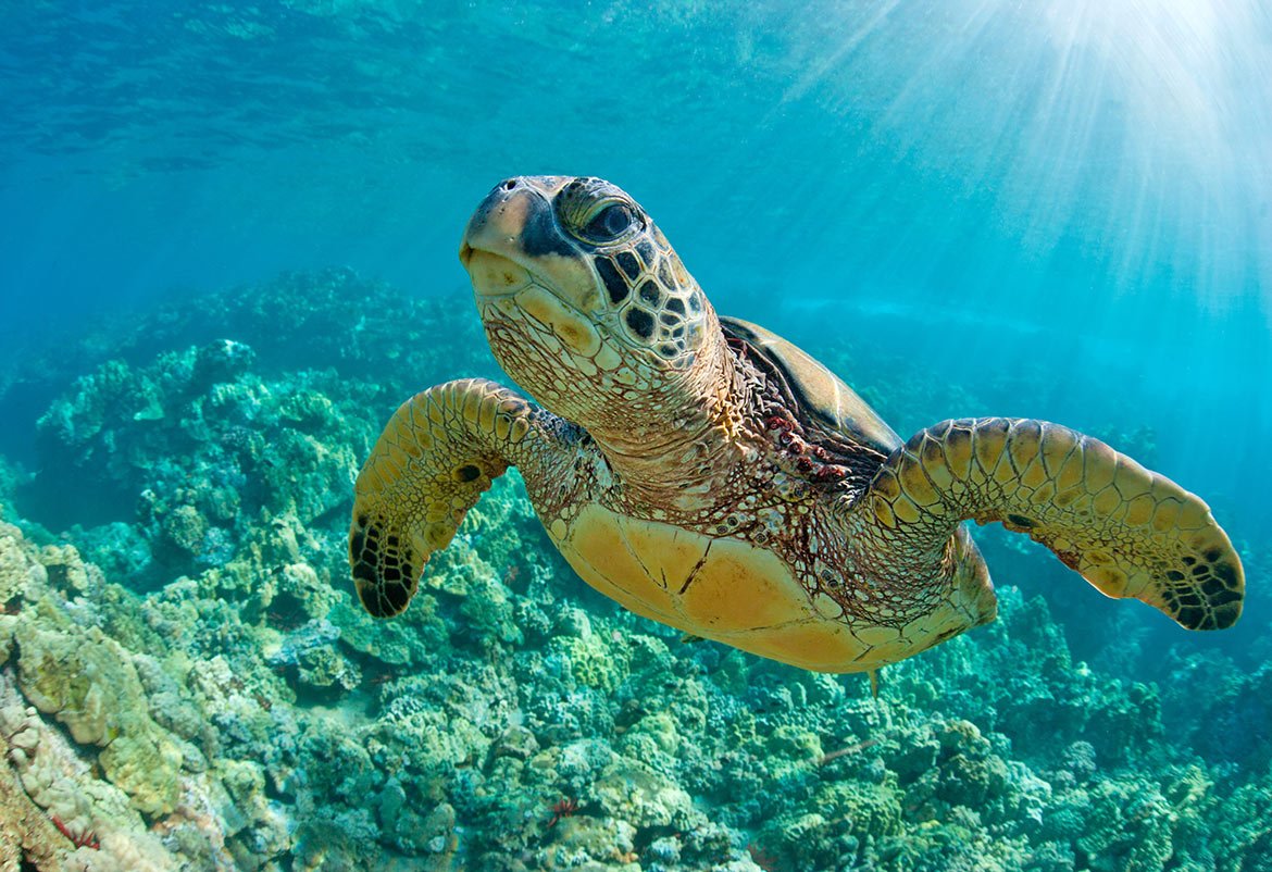 turtle